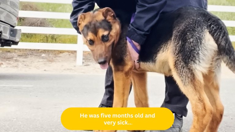 Sick Puppy yanked from Euthanasia List in Heart-Stopping Last-Second Rescue