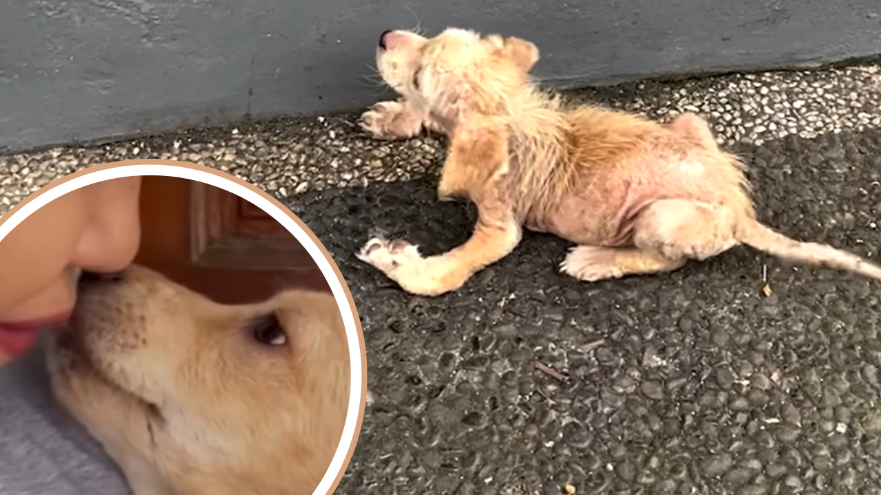 Sick and Almost Paralyzed, Rescued Puppy Blossoms With Love