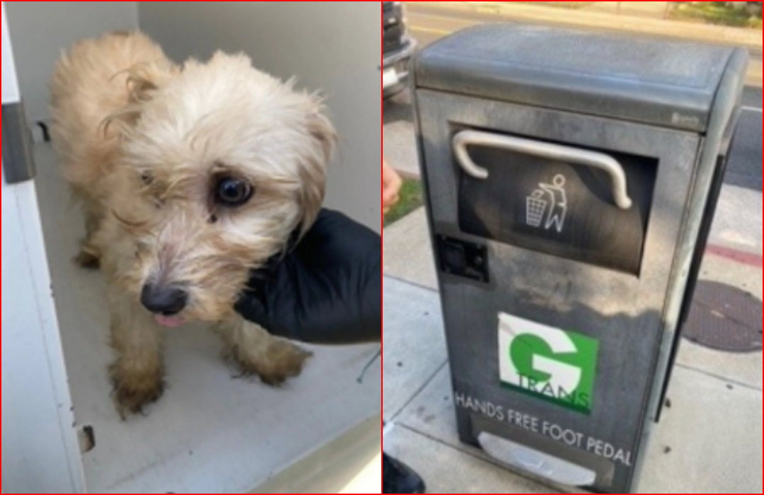 Dog Abandoned in Compactor Trash Can in California Finds a Home and a Friend