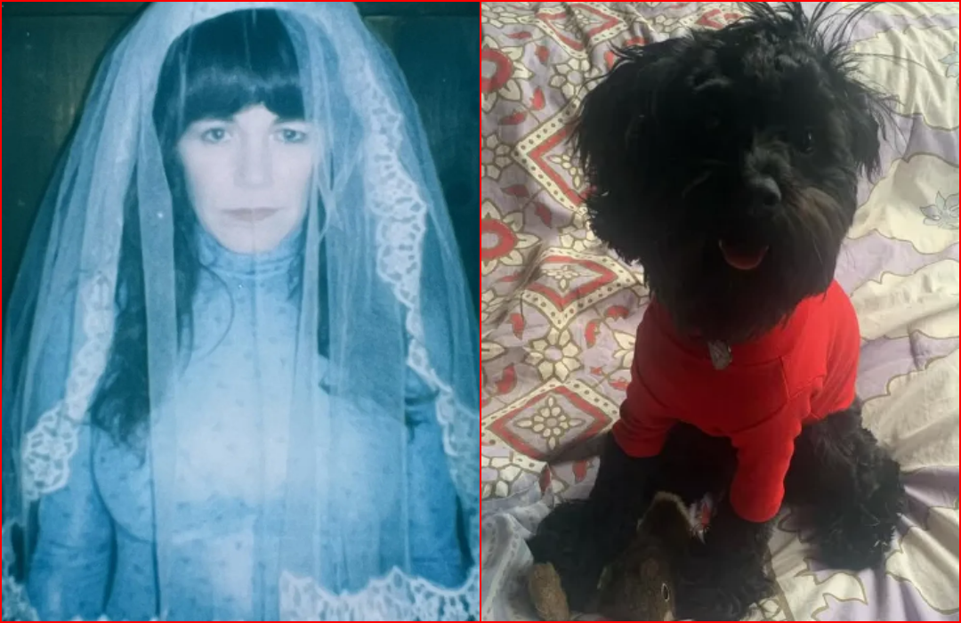 Singer Jenny Lewis Marries Her Dog on 50th Birthday in Front of Bandmates and Family