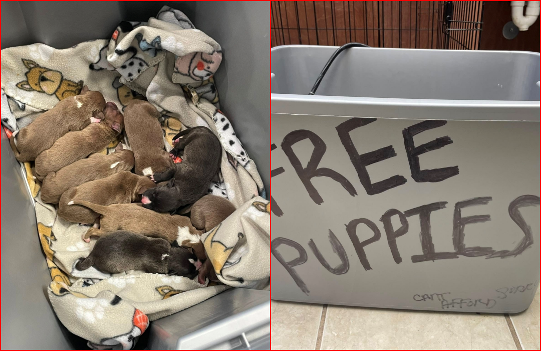 Texas Shelter Finds 9 Newborn Puppies Dumped in Bin With “Free Puppies” Sign