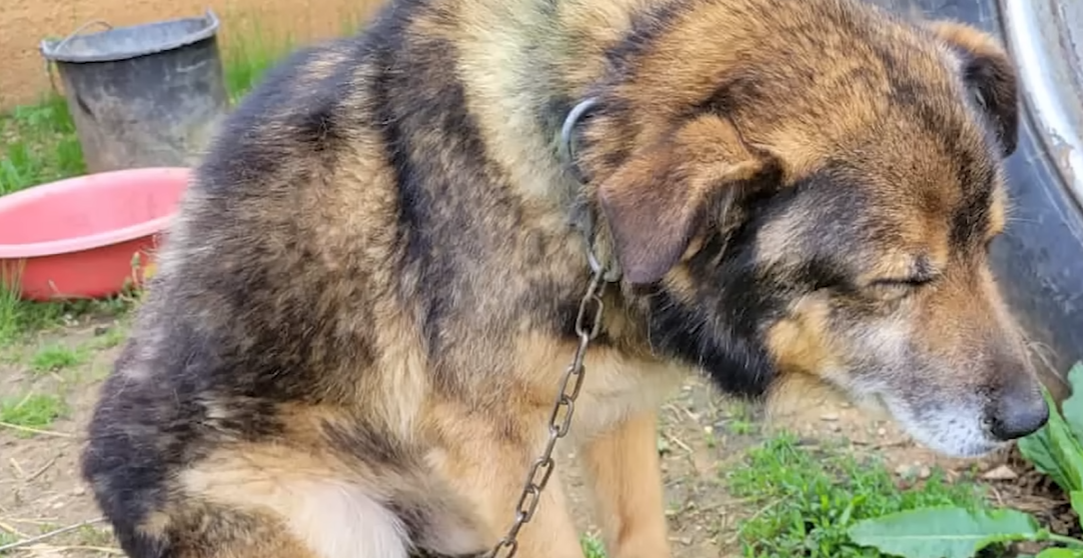 Woman Rescues Chained Senior Dog and It Changes Her Life