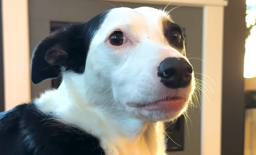 Rescue Dog’s Does The Cutest Thing When She Wants Attention