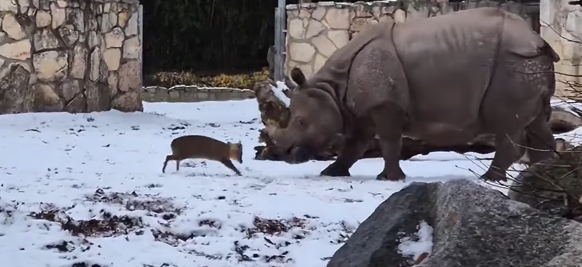 Watch Tiny Little Deer Trying to Face Off With 1.7 Tonne Rhino in Wild Video