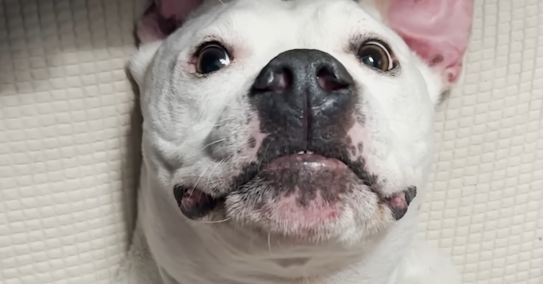 Deaf Pittie Labeled ‘Broken’ Turns Out An Award Winning Therapy Dog