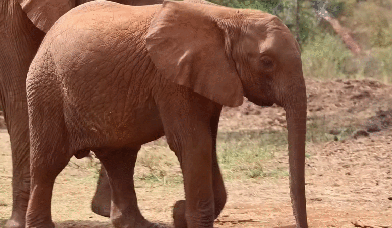 Rescue of Brave Orphaned Elephant Results in Two Lives Being Saved