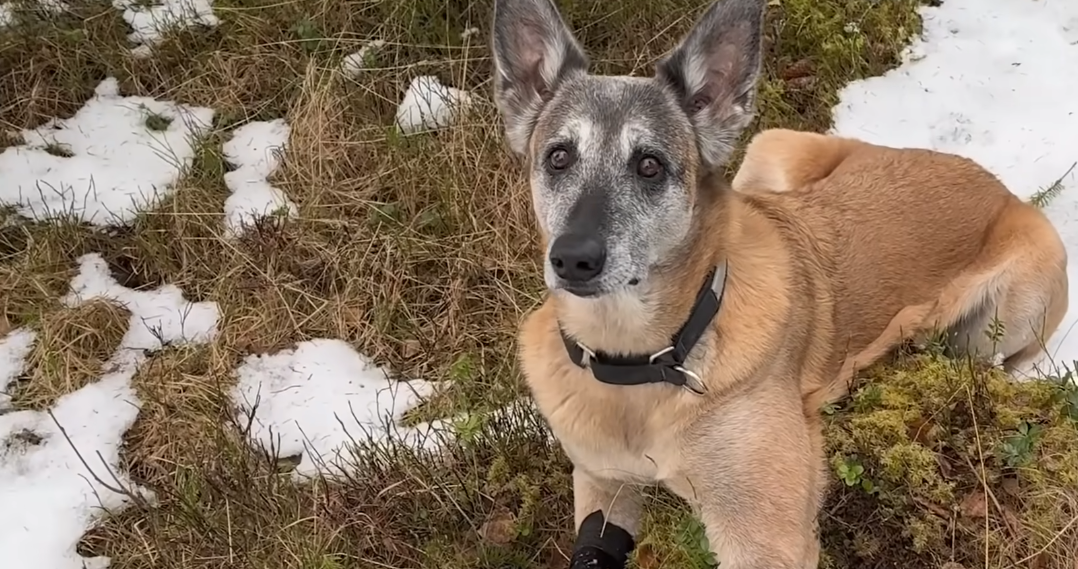 Norway’s Amazing Dog Emerges as Forest Rescue Hero for Lost Pups