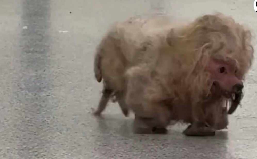 From Heavily Matted Ball to Wagging Joy: Rescued Dog’s Stunning Makeover Melts Hearts