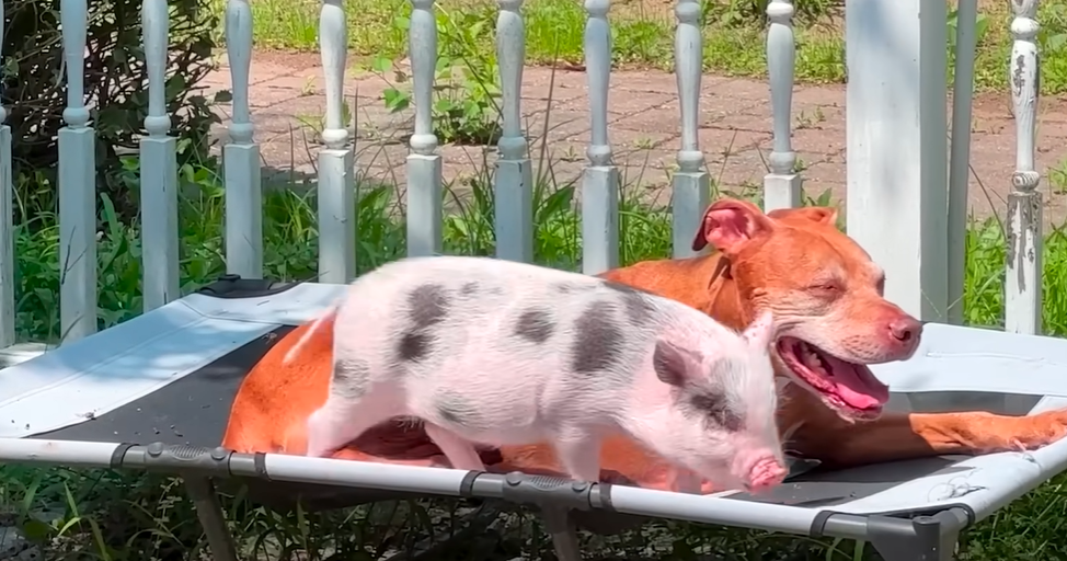 Baby Pig Learns to Bark From 3 Legged Pittie Brother