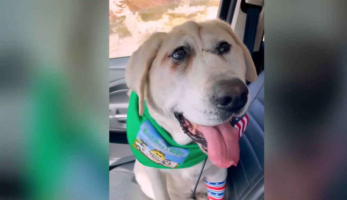 Rejected as ‘Too Ugly,’ This Shelter Dog’s Life Changes Forever