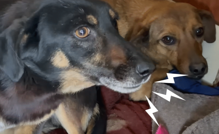 From Outdoor Bathroom Nightmare to Foster Home Joy: Two Dogs’ Miraculous Turnaround