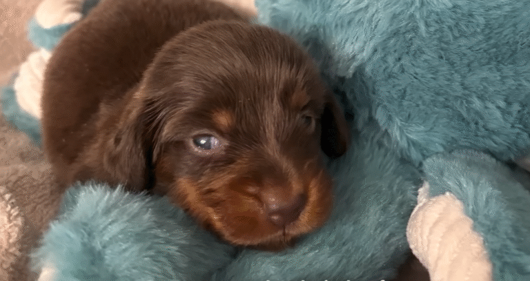 One-Legged Puppy Emerges as World’s Strongest Fighter, Bunny-Hopping Her Way to Glory