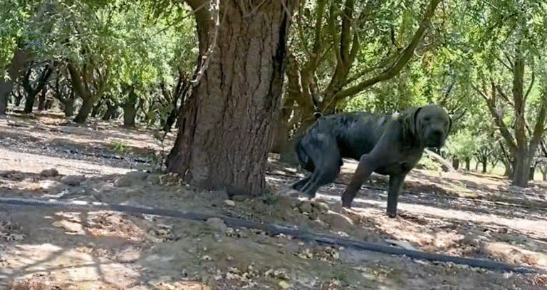 Woman’s Daring Rescue Pulls Shy Dog from Wilderness Mattress Nightmare