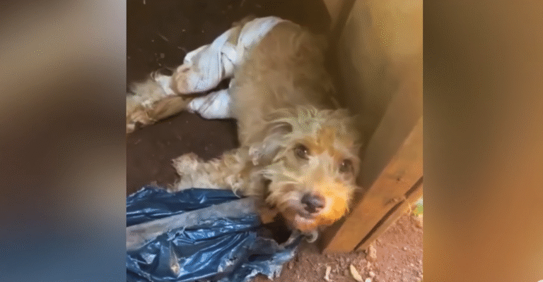 Paralyzed Dog Drags Herself to Safety and Unleashes Unexpected Joy