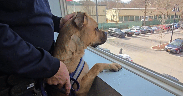 Young Dog Rescued With Gash Across Throat: $1000 Announced For Information on The Perpetrator