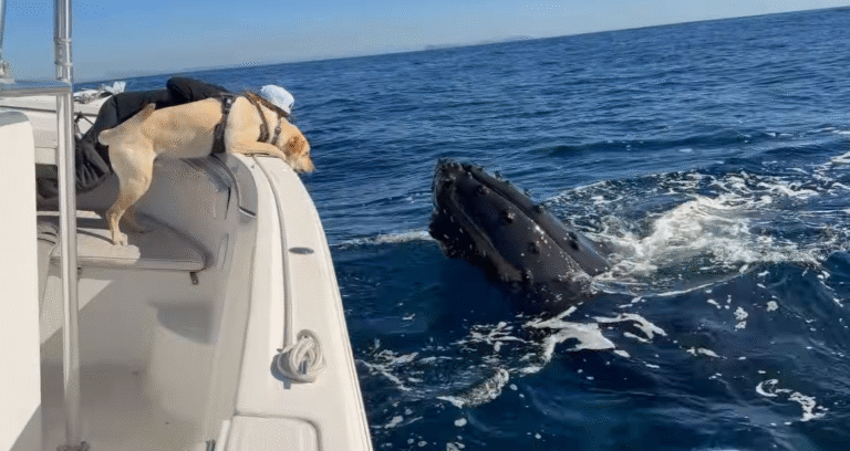 Two Humpback Whales Shower Astonishing Affection on San Diego Dog in Rare Ocean Encounter