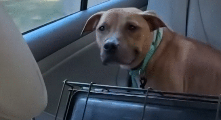 Injured Bait Dog’s Adorable Smile After Rescue Signals Hope After Years of Neglect