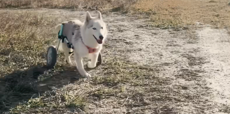 Paralyzed Husky Puppy’s Incredible Journey: Teaching Herself to Walk Defies All Odds