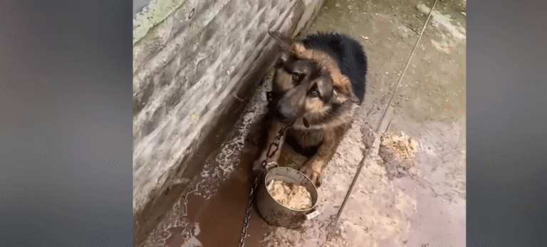 Unwanted and Chained For Months, Neglected Dog Finally Finds Hope in Rescue