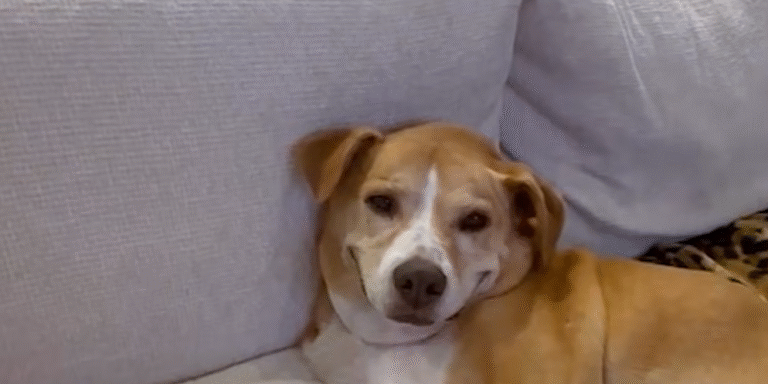 Shelter Dog Who Waited Six Years for His Forever Home Can’t Stop Smiling