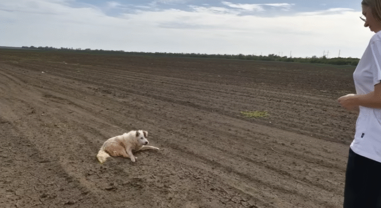 Abandoned Senior Dog Desperately Trying To Make It Back Home is Found Lying in a Field Exhausted