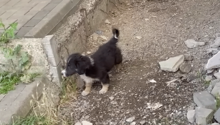 Abandoned Puppy Coop Emerges Tail-Wagging from Derelict Building After Five Days of Isolation
