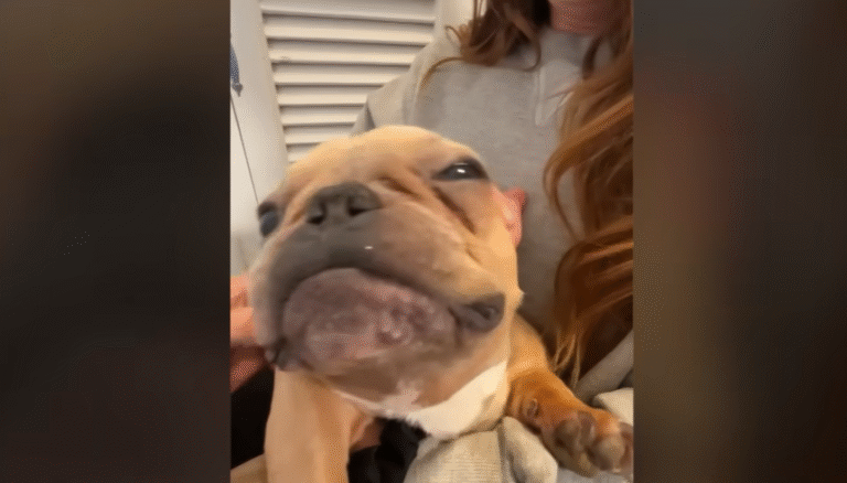 Frenchie Rescued From Breeding Mill Gets New Life Breathed Into Him Literally