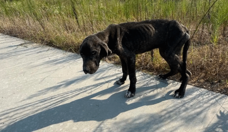 Barely Able to Stand, Texas Stray Wags Tail in Heartfelt Rescue Moment