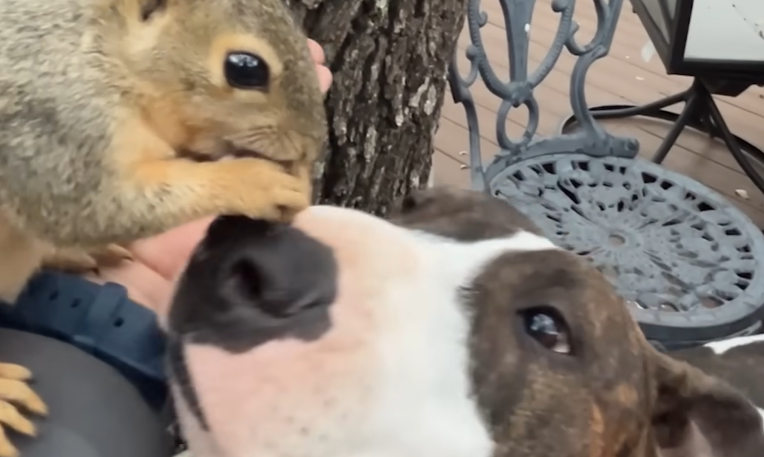 Dog Adopts Orphaned Baby Squirrel, Forging a Lifelong Friendship with Daily Wild Playdates