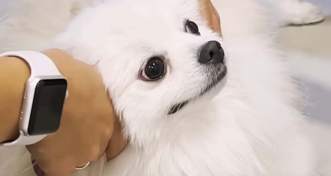 Paralyzed Pomeranian’s Miraculous Recovery Proves Power of a Mother’s Love in Heartbreaking Tribute