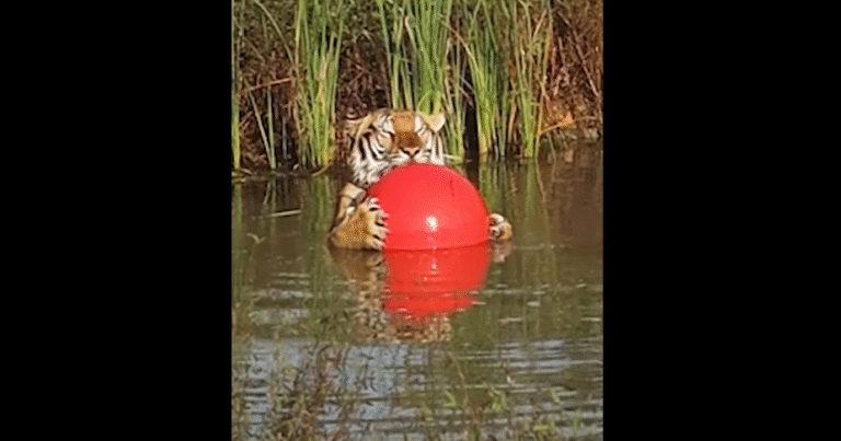Rescued Bengal Tiger Maruay’s Unbreakable Bond with Giant Red Ball Captivates the World