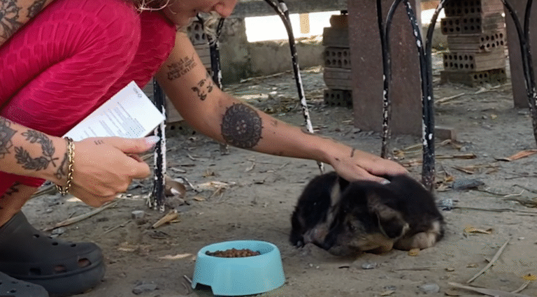 Stray Puppy’s Alarmingly Swollen Belly Exposes Hidden Crisis: Rescuer Jelena Sparks Miraculous Turnaround