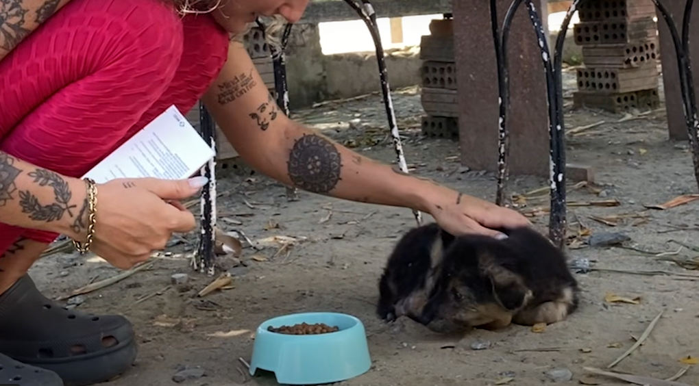 Stray Puppy’s Alarmingly Swollen Belly Exposes Hidden Crisis: Rescuer Jelena Sparks Miraculous Turnaround