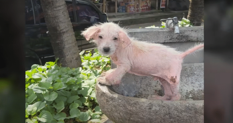 Sad Hairless Puppy Abandoned in Public Sink is Rescued for a Second Chance