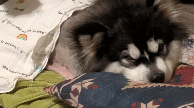 Dog Survives Meat Trade To Retire Happily With Rescuer