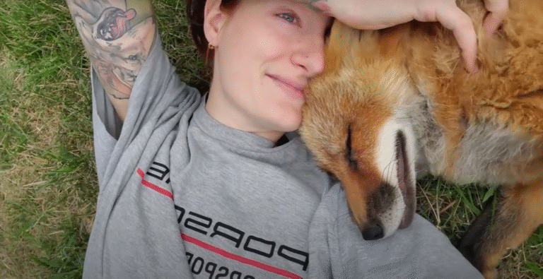 Beloved Finnegan Fox Passes Away: SaveAFox Rescue Announces Heartbreaking Loss