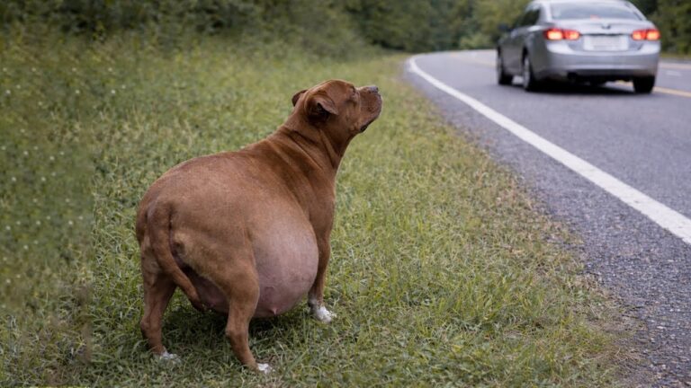 Pregnant Stray Pittie Waits By Roadside Desperate For Someone’s Help