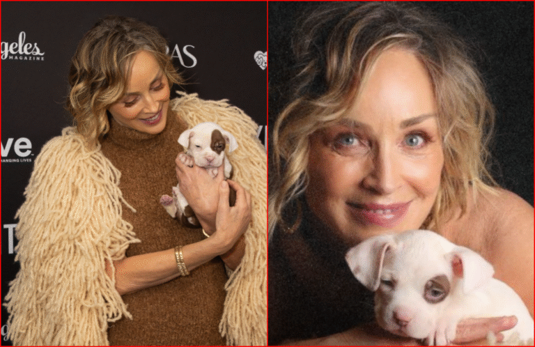 Sharon Stone Adopts Rescue Puppy After Seeing it on Awards Show Red Carpet