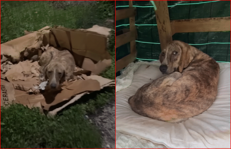 Gentle Stray Dog Living in Tattered Carton Gets a Custom Made Home