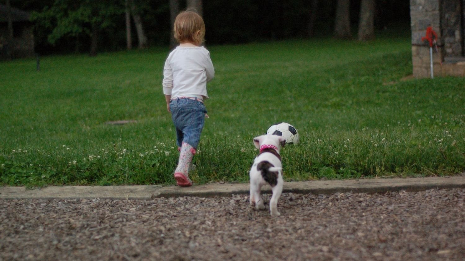 What If My Dog Prefers the Company of People Over Other Dogs?