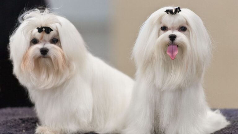 10 Best Dog Breeds For People Over Fifty