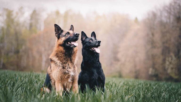 Don't Fall for These 4 Common Myths About Dog Separation Anxiety