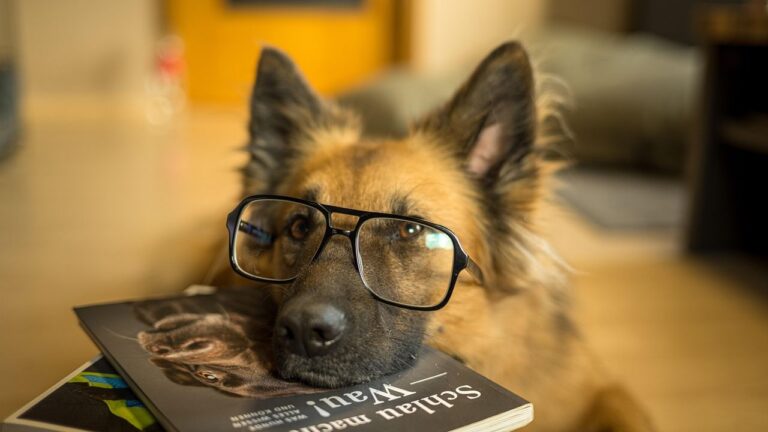 You're Probably Underestimating Your Dog's Intelligence in These 5 Ways