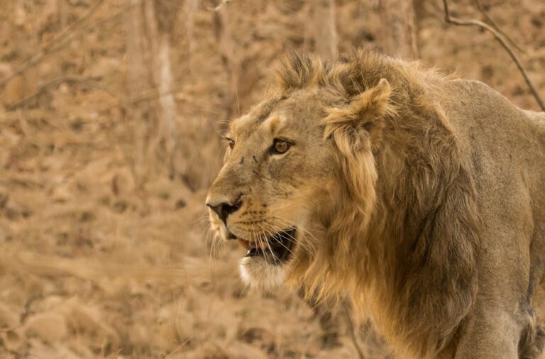 Asiatic Lion to be reintroduced to Saudi Arabia