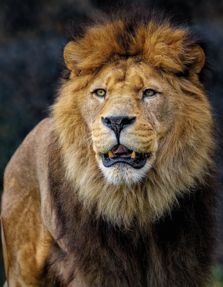 Watchman narrowly escapes as lion chases dogs to Junagadh factory gate