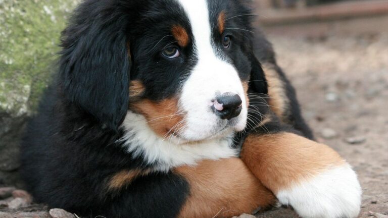 12 Calm, Low-Maintenance Large Dogs Ideal for Retirement Years
