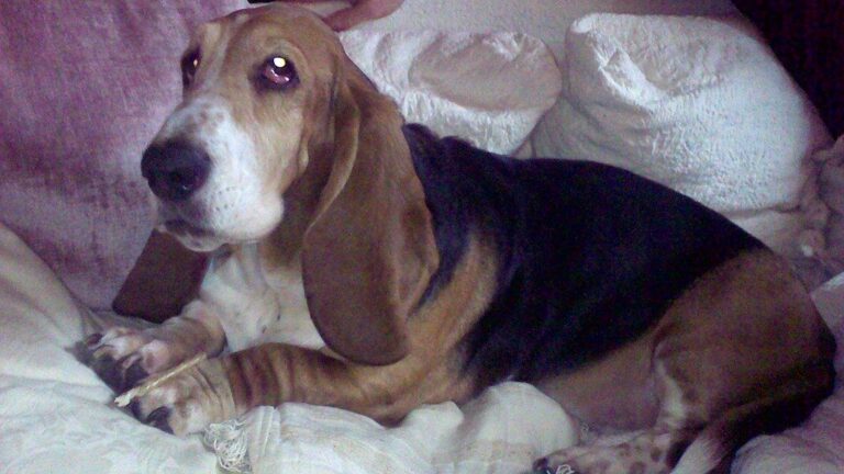 Dog Breeds That Escalate Small Problems Into Big Ones