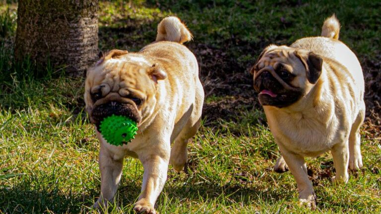 Dog Breeds That Will Love Your Golden Years: The 5 Best Senior Companions