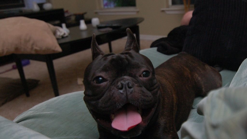 7 Dog Breeds That Excel at Being Your Adventure Partner and 5 That Prefer the Couch