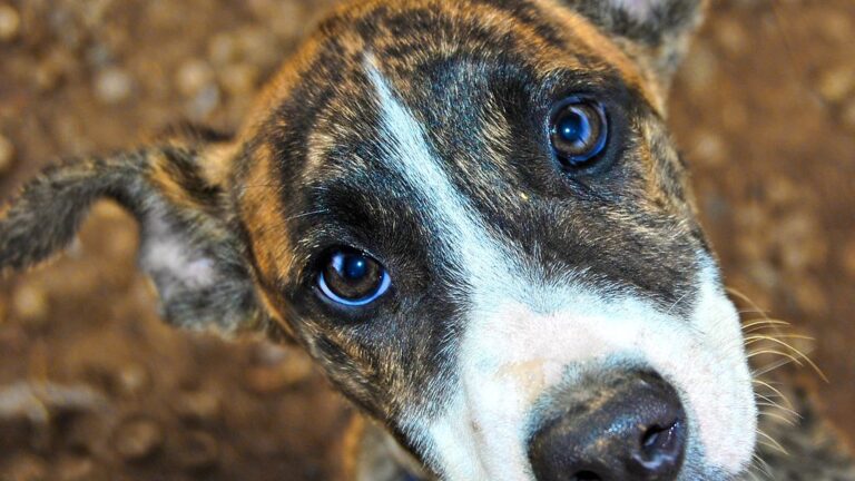 North Dakota, Alabama and Idaho Rank Among Worst States for Animal Protection Laws, Organization Reveals